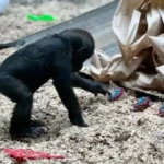 Calgary Zoo Gorilla Death